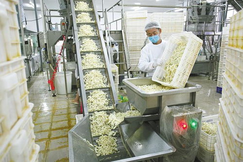 加工邁向現(xiàn)代化 洪湖蓮藕 三年沖刺百億產值